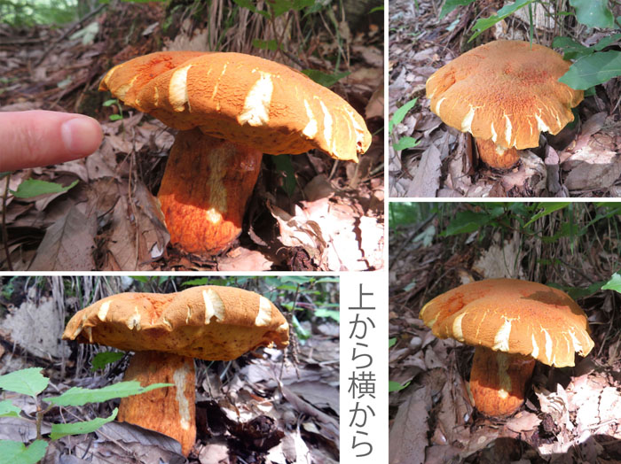 photo：アカヤマドリ・大峰山