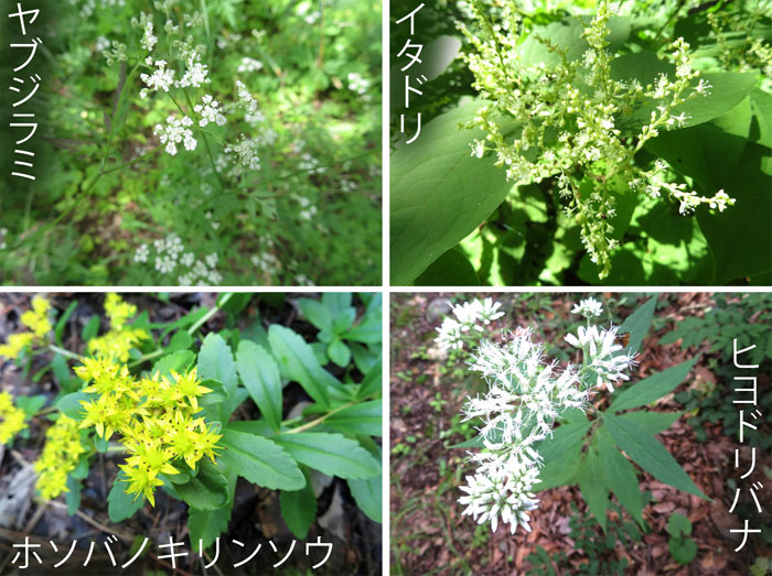 photo：小さな花の集まり,ヤブジラミ,イタドリ,ホソバノキリンソウ,ヒヨドリバナ・大峰山