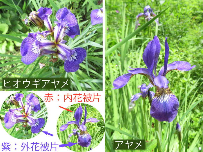 photo・アヤメとヒオウギアヤメの違い・戸隠森林植物園