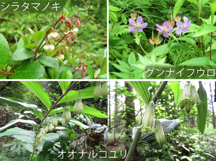 photo・みどりが池周辺,シラタマノキ,グンナイフウロ,オオナルコユリ・戸隠森林植物園