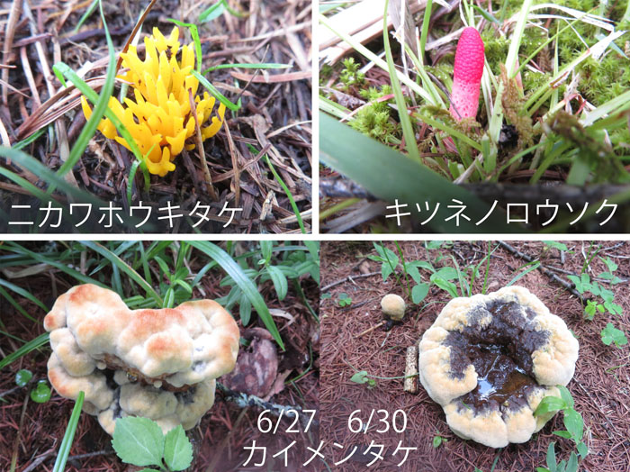 photo・ニカワホウキタケ,キツネノロウソク,カイメンタケ・戸隠森林植物園