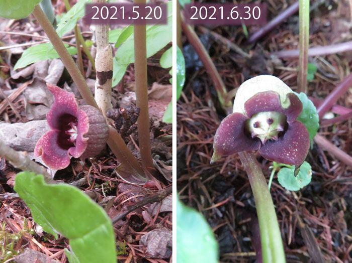 photo・ウスバサイシン20215.20と20216.30撮影・戸隠森林植物園