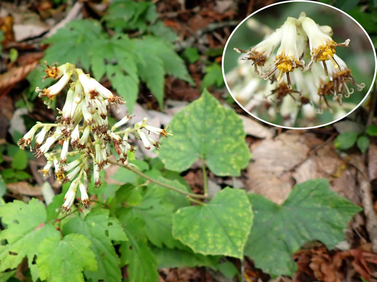 photo12カニコウモリ