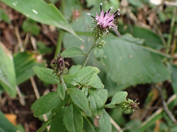 photo13アサマヒゴタイ