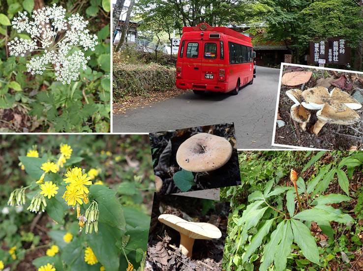 photo14峠道には野の花やキノコがいっぱい