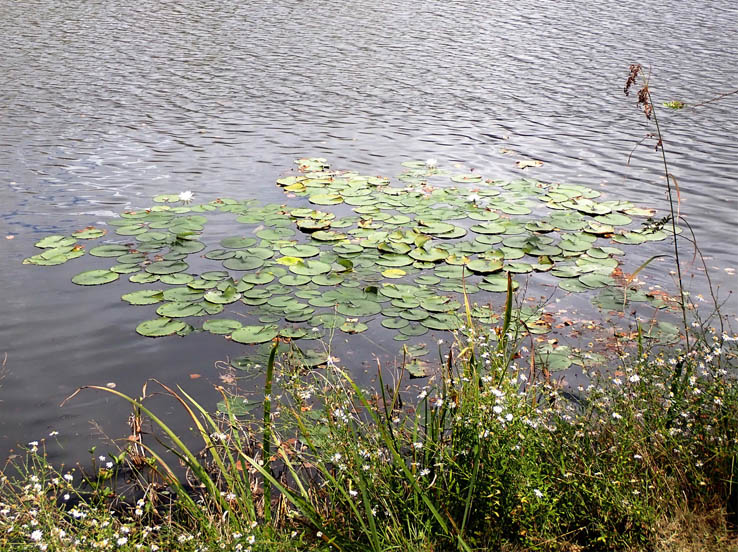 photo3矢ヶ崎公園の水蓮と野菊