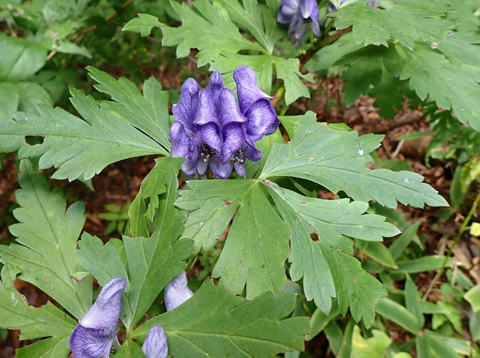 photo4トリカブト