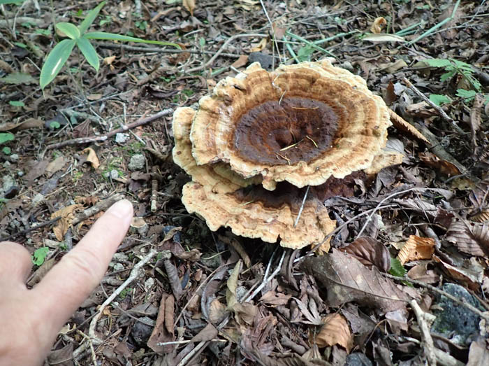 photo6大きなカイメンタケ