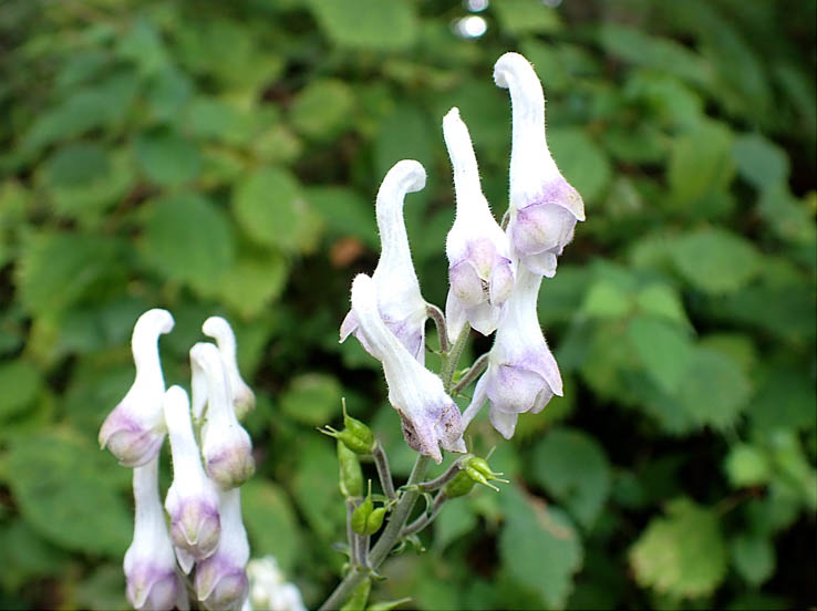 photo7まだ咲いていたアズマレイジンソウ