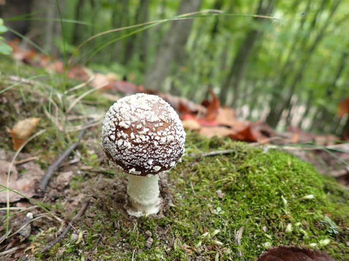 photo1ガンタケ？