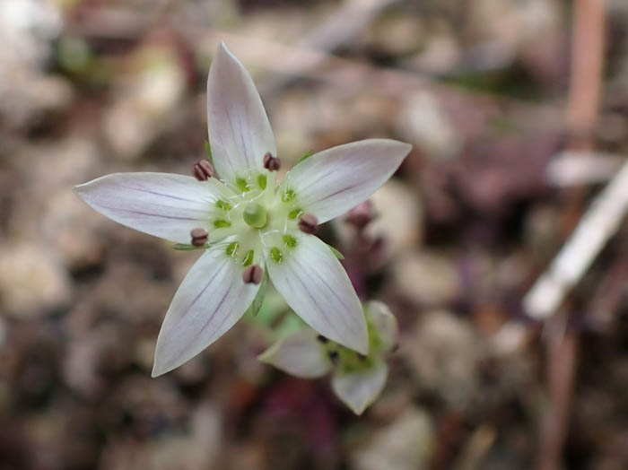 photoセンブリ