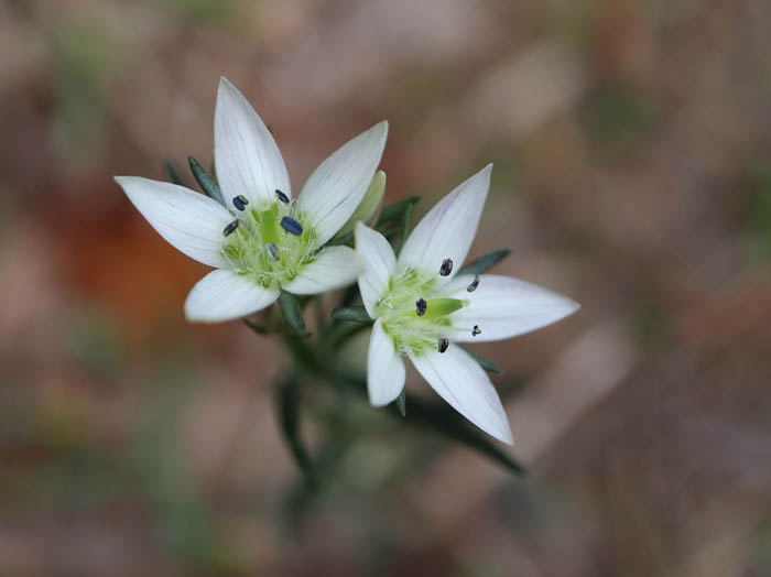 photoセンブリ