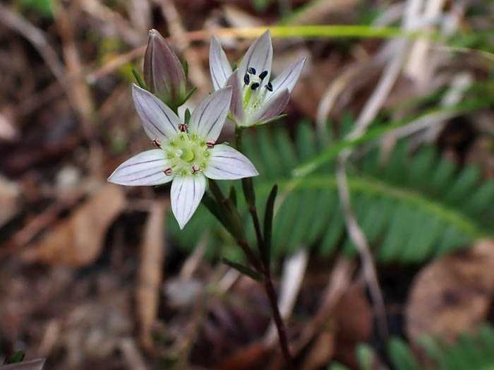 photoセンブリ