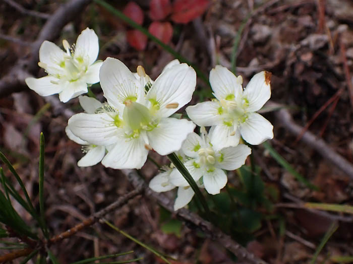 photo12ウメバチソウ