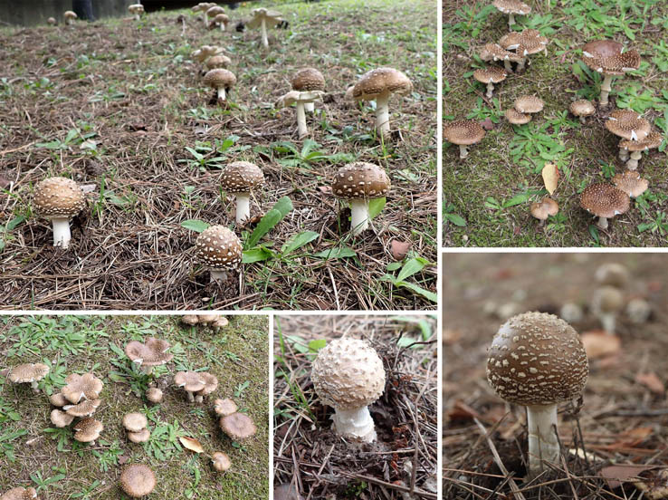 photo13大発生、ガンタケか