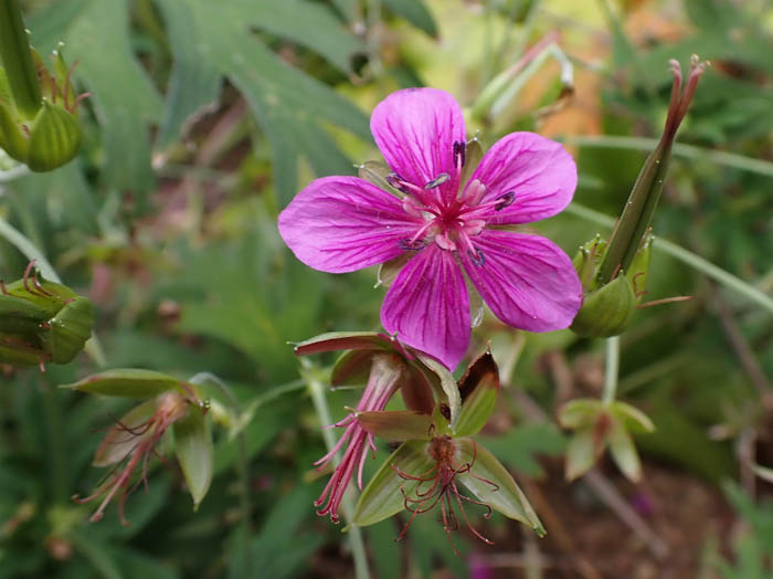 photo14アサマフウロ（ミニ山野草園）