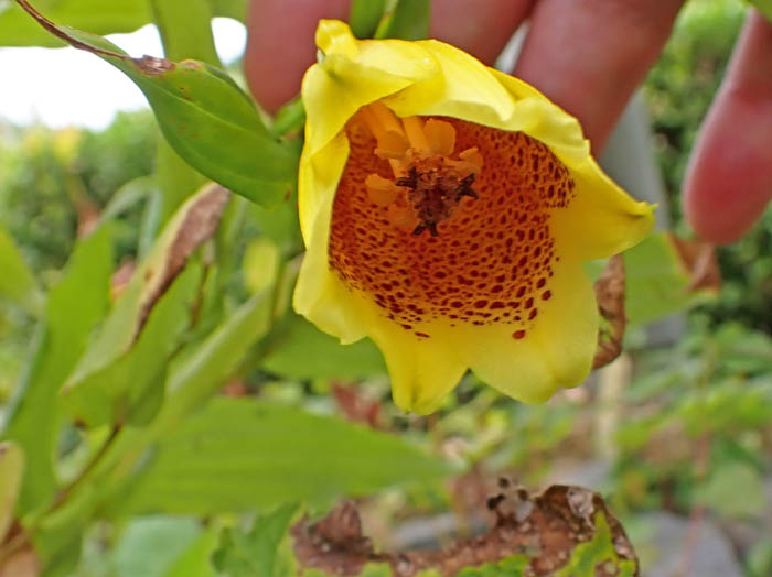 photoジョウロウホトトギス