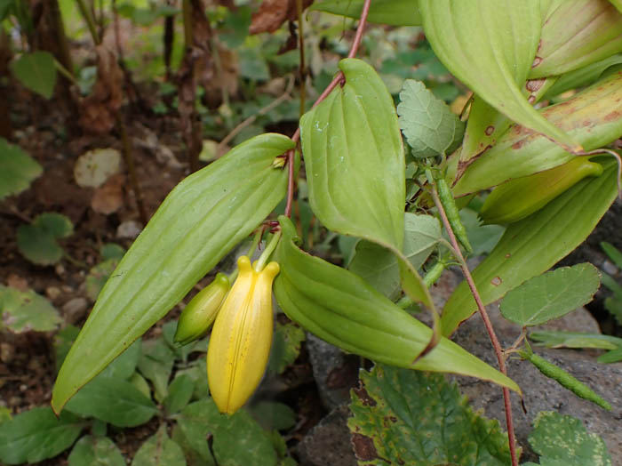 photoジョウロウホトトギス