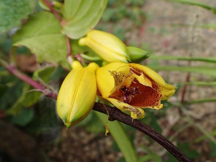 photoジョウロウホトトギス