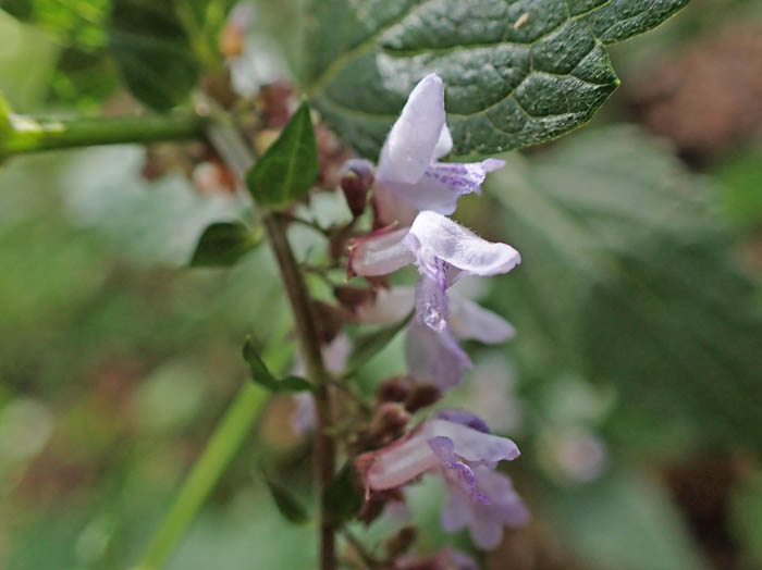 photoヤマハッカ