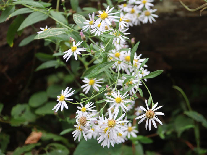 photoノコンギク