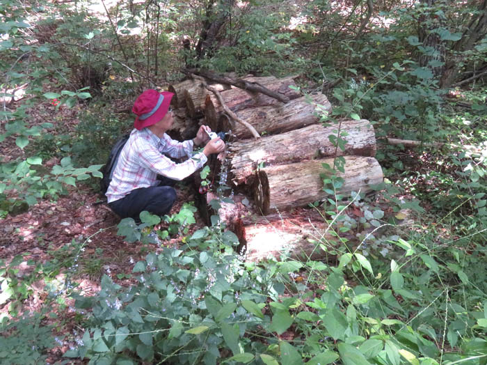 photo3久しぶりの粘菌撮影