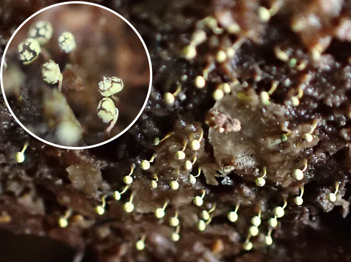 photo4粘菌アオモジホコリ