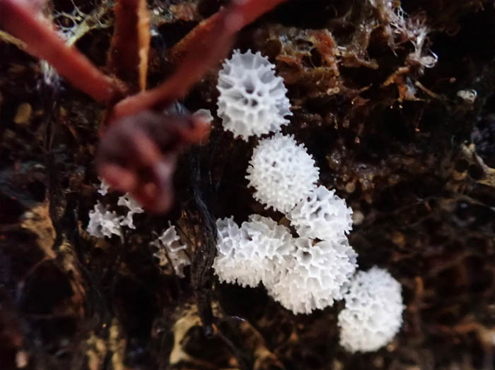 photo5粘菌タマツノホコリ