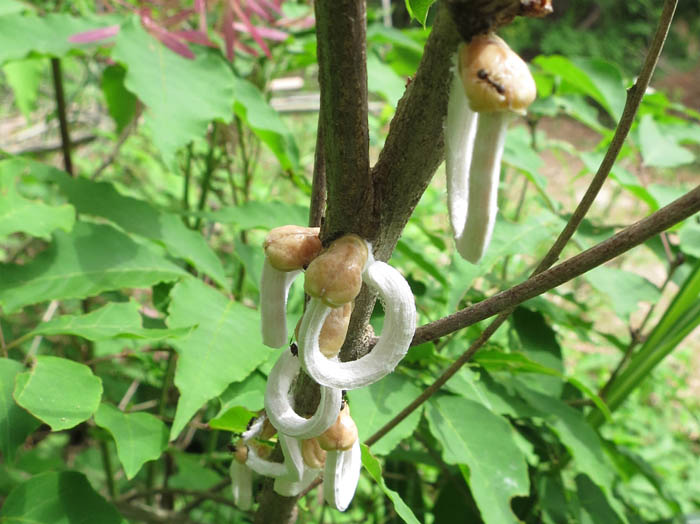 photo7ヒモワタカイガラムシ