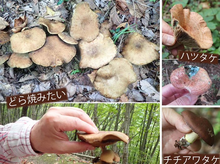 photo9キノコいっぱい