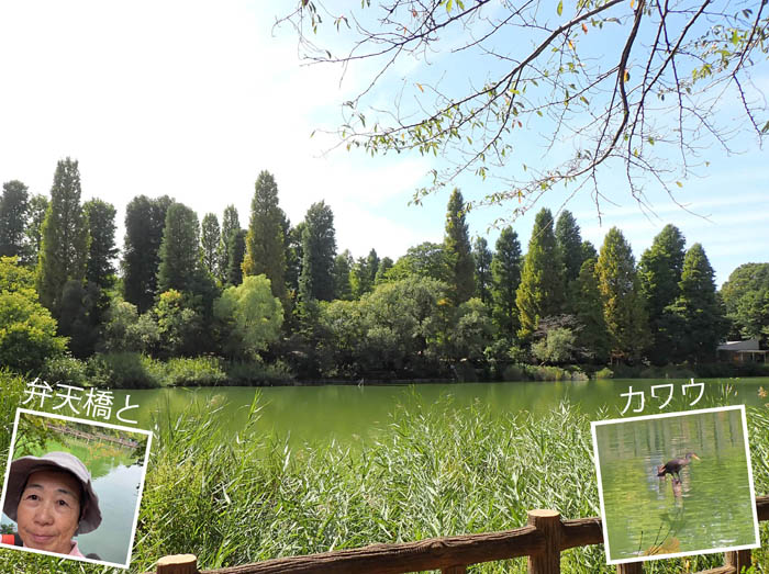 photo1都会の中とは思えない井の頭公園