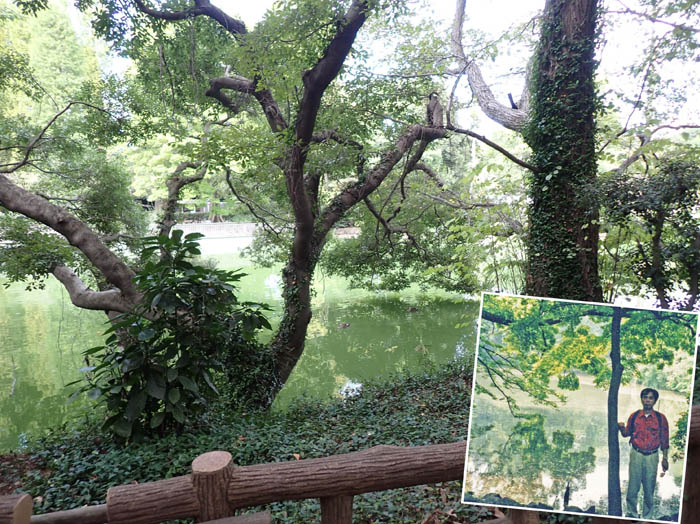 photo10昔も今も緑色の井の頭池