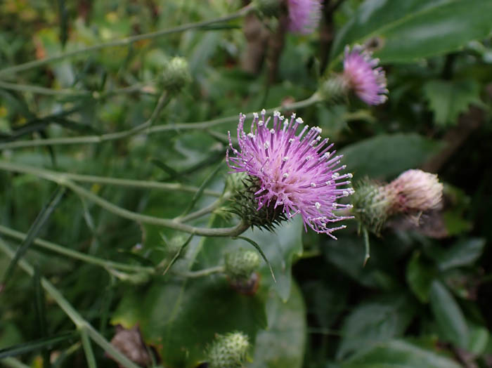 photoノアザミ