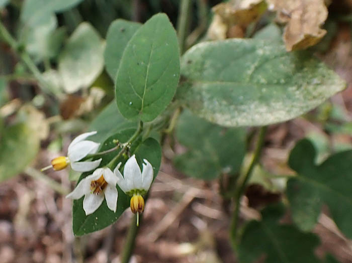 photoヒヨドリジョウゴ