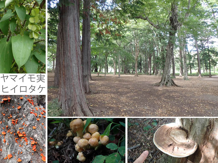 photo12広い森にはキノコもいっぱい