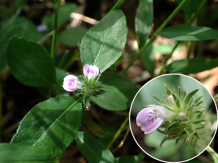 photo13キツネノマゴ