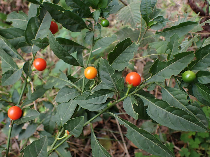 photo14タマサンゴ実