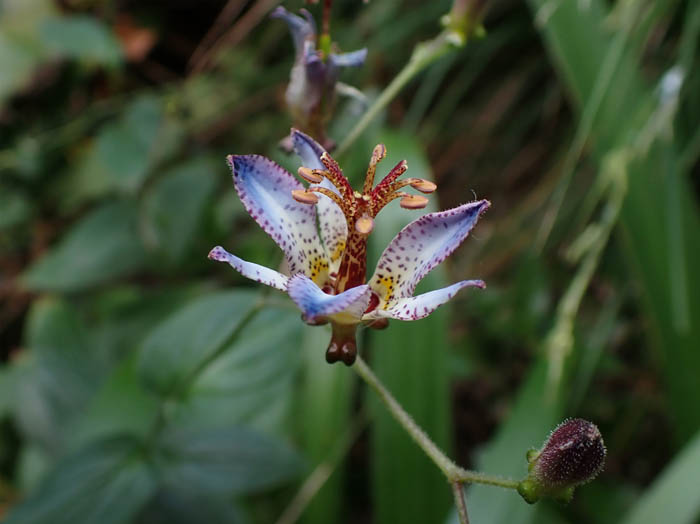 photo15タイワンホトトギス