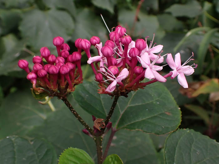 photoボタンクサギ