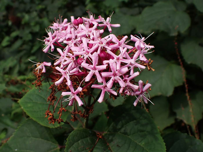 photoボタンクサギ