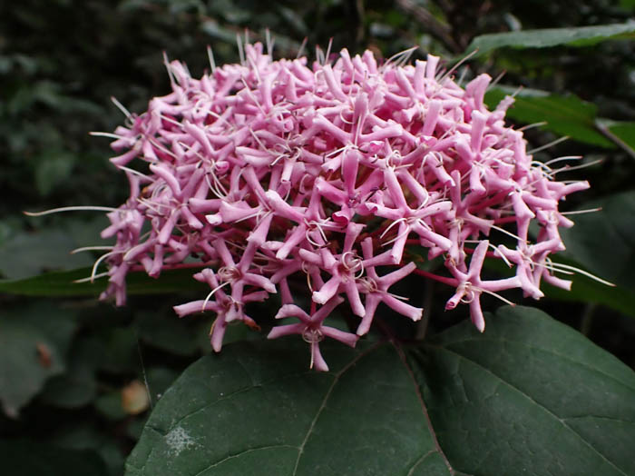 photoボタンクサギ