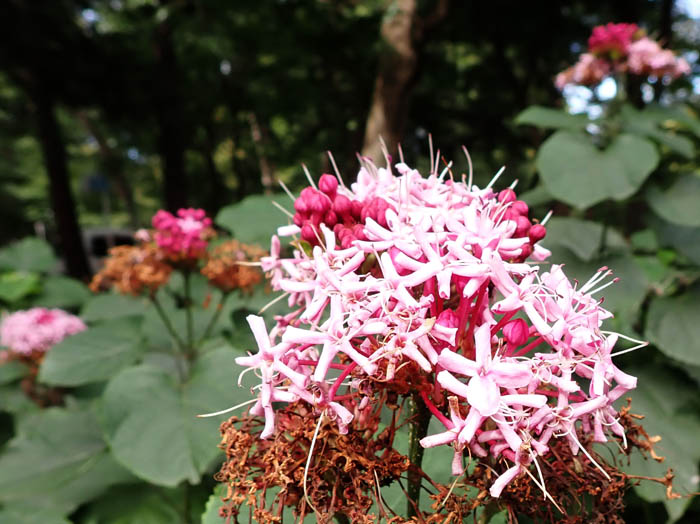 photoボタンクサギ