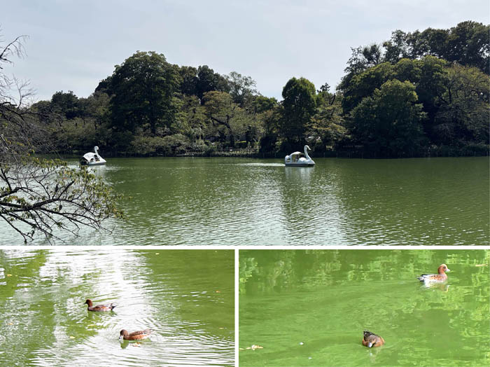 photo2ヒドリガモもやってきた