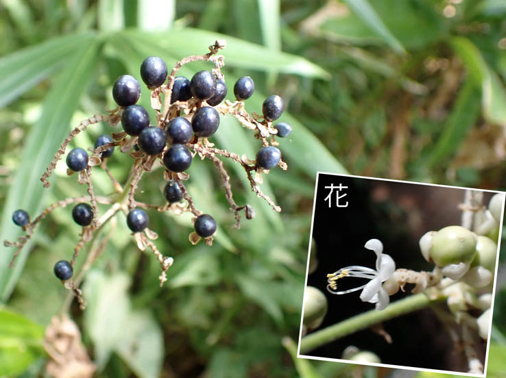 photo3ヤブミョウガ花と実