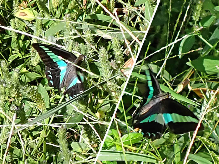 photo4アオスジアゲハ