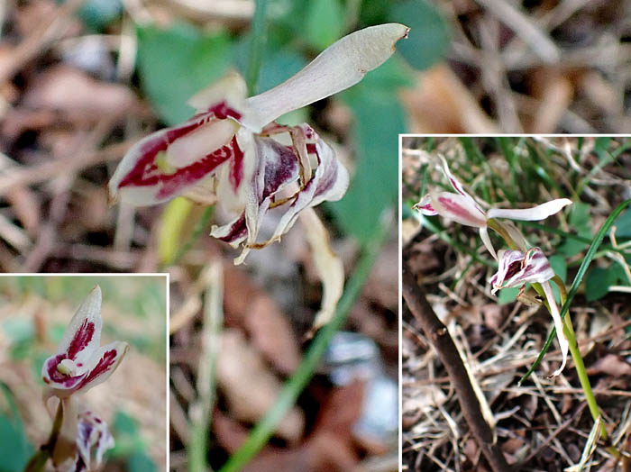 photo5マヤラン萎れてきちゃった