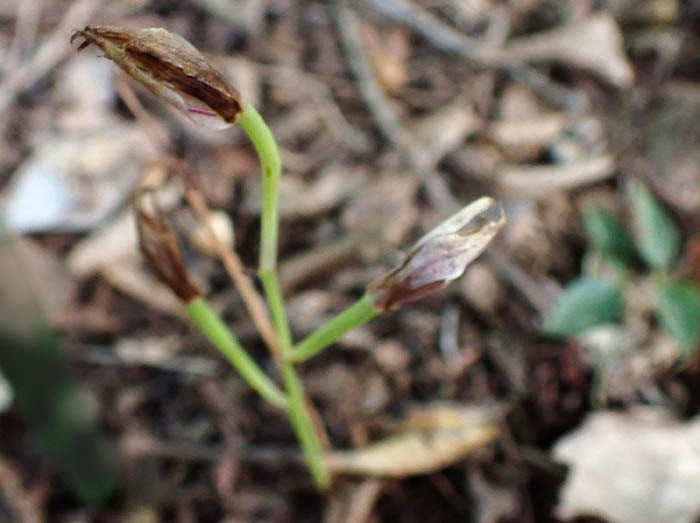 photo7マヤラン花の終わりか