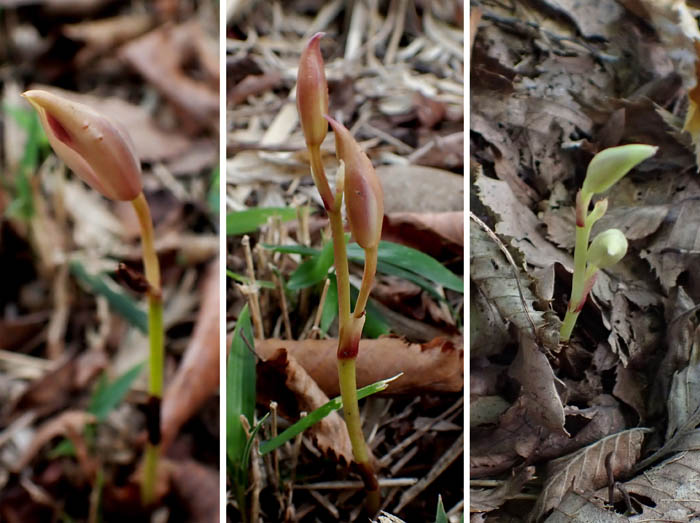 photo8マヤランの蕾も見つけた