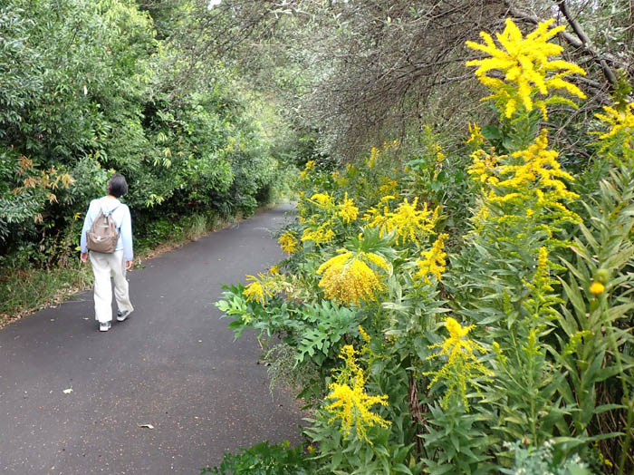 photoセイタカアワダチソウ
