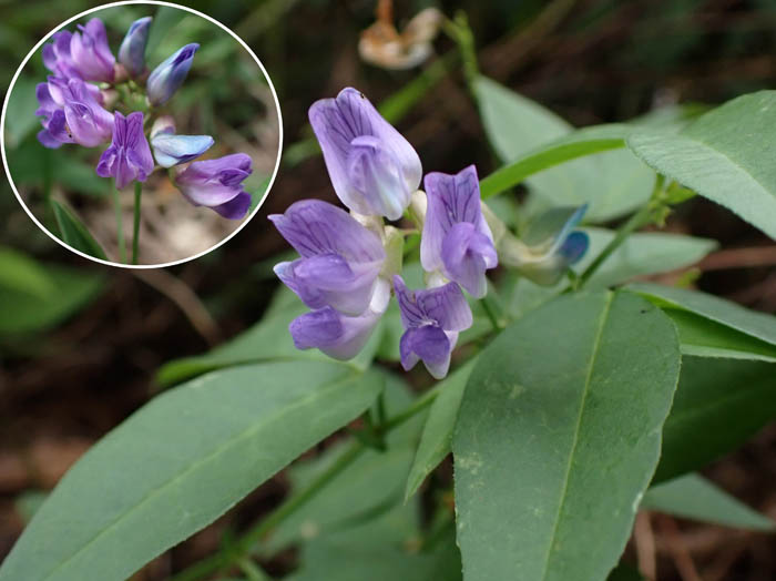 photoナンテンハギ